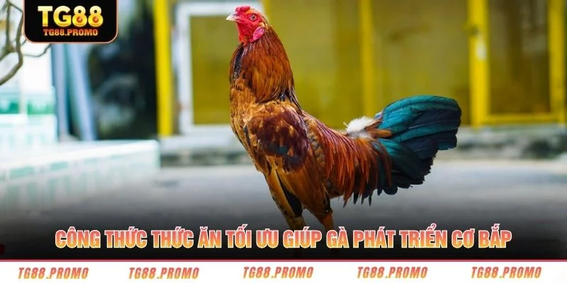 Công thức thức ăn tối ưu giúp gà phát triển cơ bắp